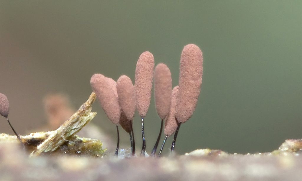 Cribraria argillacea